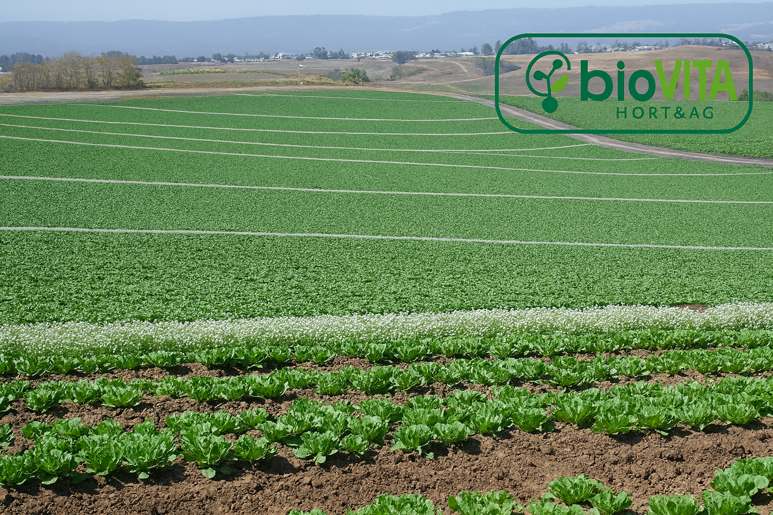 lettuce crop with alyssum